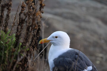 Obraz premium Sea Gull on Rock