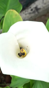 Macro shot of a black Carpenter bee pollinating a white Calla Lily flower covered in yellow pollen