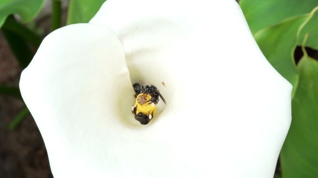 Macro shot of a black Carpenter bee pollinating a white Calla Lily flower covered in yellow pollen