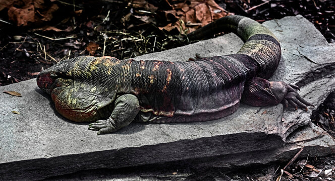 Red teju lizard male on the stone. Latin name - Salvator rufescens