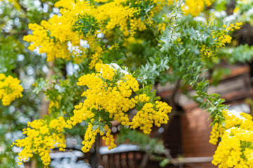 日本　東京浅草　春の蔵前神社のミモザと雪
