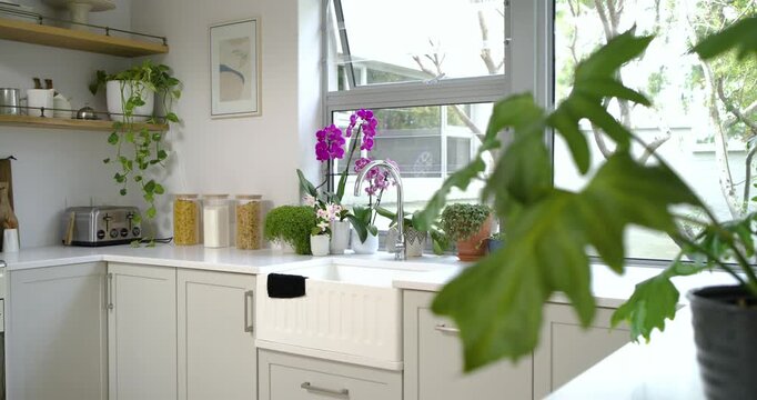 Camera is pulling back, revealing potted leafy plant and kitchen corner to show jars and orchids