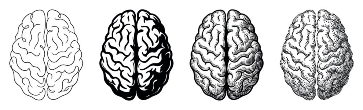 Set of four human brain illustrations in various artistic styles including line art, silhouette, vintage engraving, and pointillism, shown in a top-down anatomical view