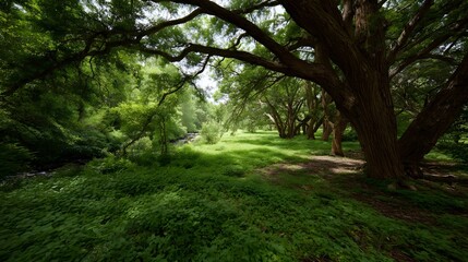 Fototapeta premium A sun d d forest path winds through lush green vegetation beside a gentle stream under the shade of ancient trees