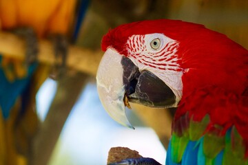 red macaw portrait close-up © Radically
