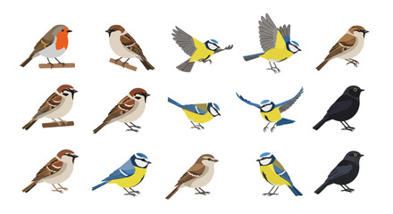 Fototapeta premium Various Birds Species Collection.