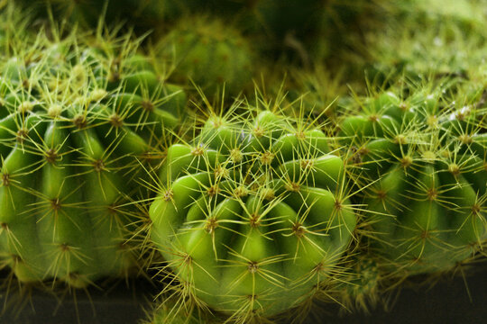 Sea-Urchin Cactus" Images  Browse 8,295 Stock Photos, Vectors, and Video |  Adobe Stock