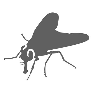 Fly wing proboscis silhouette