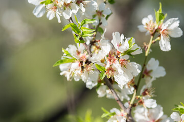 Fototapeta premium Tender white almond tree flowers on branch in spring closeup