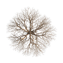 Fototapeta premium PNG Intricate tree roots art design.