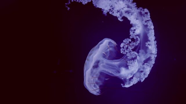 Beautiful jellyfish (carybdea brevipedalia) floating in the aquarium on the black background