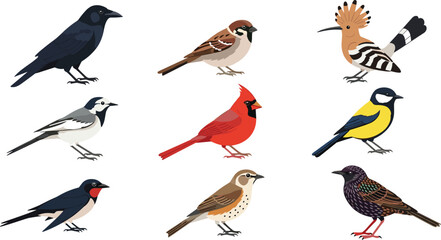 Different garden birds collection including crow sparrow cardinal and hoopoe © EdGe Creative