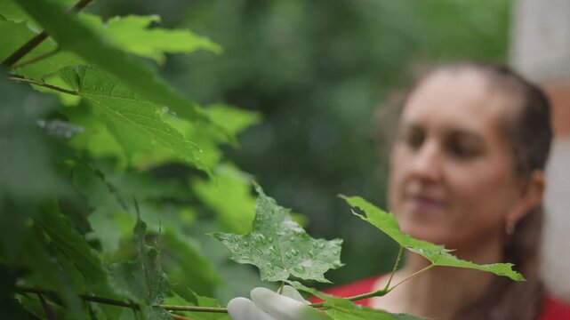 White woman botanist examining wet leaves, raindrops glistening on maple foliage, soft blurred background, gloved hand near plant, calm observational mood, garden wall in distance