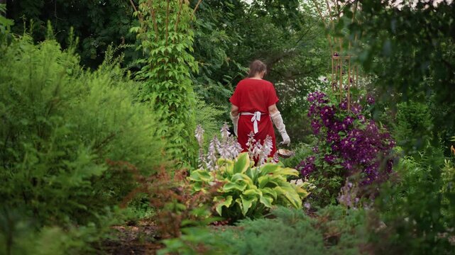 White woman gardener walking through lush cottage garden hosta beds and purple blooms, slow measured steps along earthy path, sundappled foliage, tranquil contemplative mood, close view of red dress
