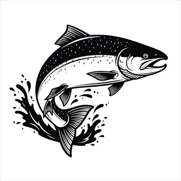 Jumping salmon fish in water splash black and white vector