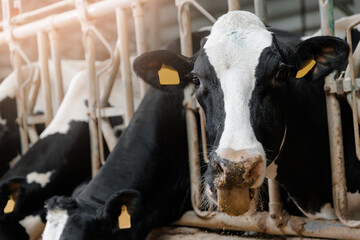 Holstein cows feeding in barn: dairy farm life and agriculture focus