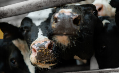 Close-up of curious cows in barn enclosure