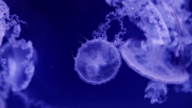Beautiful jellyfish (carybdea brevipedalia) floating in the aquarium on the black background