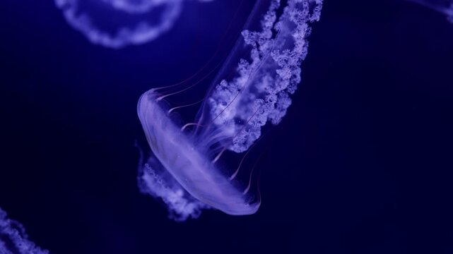 Beautiful jellyfish (carybdea brevipedalia) floating in the aquarium on the black background