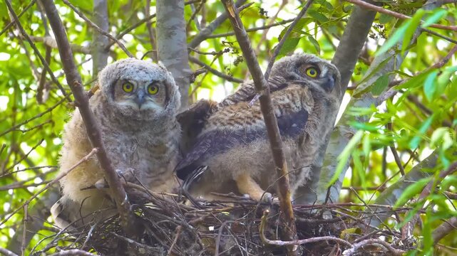 Three fluffy owlets with big yellow eyes sit in a nest on a tree branch