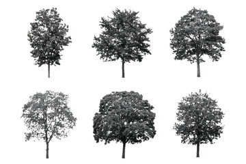 Fototapeta premium Distinct trees in grayscale, isolated on white,trees stand tall, each uniquely shaped.