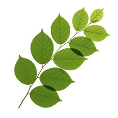 Naklejka premium A close-up view of a branch with green leaves and a single damaged leaf.