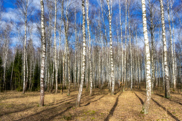 Przedwiośnie w brzozowym zagajniku, Podlasie, Polska © podlaski49