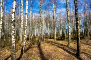 Przedwiośnie w brzozowym zagajniku, Podlasie, Polska © podlaski49