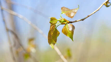 First spring tender leaves, buds and branches, macro background. nature comes to life after winter. young leaves on the bushes, small green leaves bloom on the trees. bokeh, natural spring background