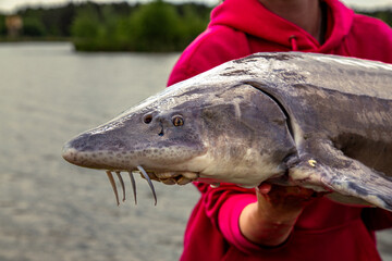 Sturgeon held by angler near freshwater shoreline.The scene reflects recreational fishing, species identification, and responsible handling of large freshwater fish.