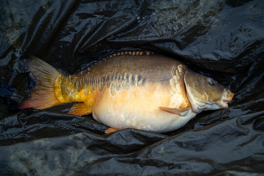 Large mirror carp lies on a protective angling mat designed for safe handling in carp fishing. The fish is positioned on a dark surface that supports fish care and catch and release practice. 