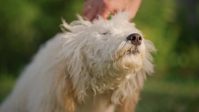 White fluffy puppy enjoying sunlit park while human hand offers gentle petting, puppy tilts head and sniffs grass, playful wagging energy, warm morning light, exploration and discovery vibe, trainer