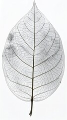 Obraz premium Translucent Leaf Veins on White Background Delicate Natural Pattern