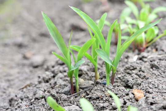 A small plant in soil, corn leaves, green sprout. Ecology, environmental protection. Greenhouse work. corn seedlings in field, small plants. spring, start of work, agriculture, farmland. close-up