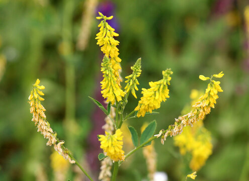 Melilot officinalis, ribbed melilot (Melilotus officinalis) blooms in nature