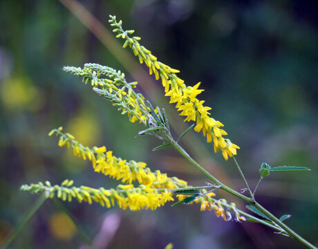 Melilot officinalis, ribbed melilot (Melilotus officinalis) blooms in nature