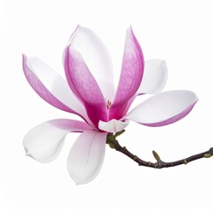 Isolated Magnolia Blossom with White and Pink Petals on White Background