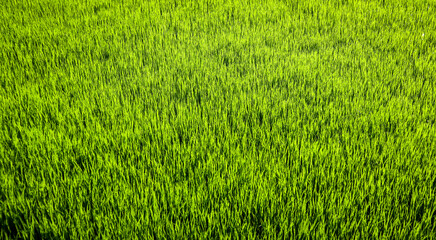 Obraz premium Close-up of Fresh Green Rice Sprouts in Muddy Soil
