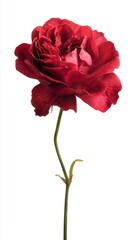 single red garden rose isolated on white background with detailed petals for floral design wedding decoration and botanical projects