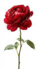 Obraz premium single red garden rose isolated on white background with detailed petals for floral design wedding decoration and botanical projects
