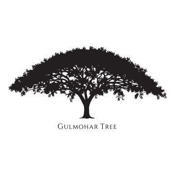 Gulmohar tree wide umbrella canopy silhouette isolated on white background, delonix regia vector