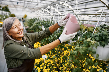 Fototapeta premium Senior woman watering hanging plants in greenhouse.