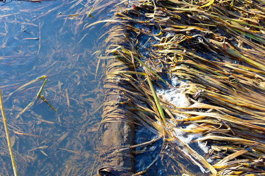 Dense strands of yellow-green algae and dry coastal grass float in clear water near an old submerged log. Sunlight highlights the vegetation's texture and small air bubbles,