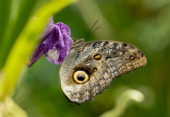 Caligo memnon © Hana