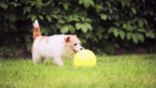 Happy dog playing with a toy ball and chewing, biting it in the grass. Pet mental health concept.