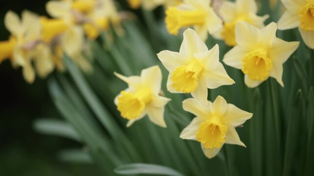 Yellow blooming easter daffodil flowers, springtime floral background
