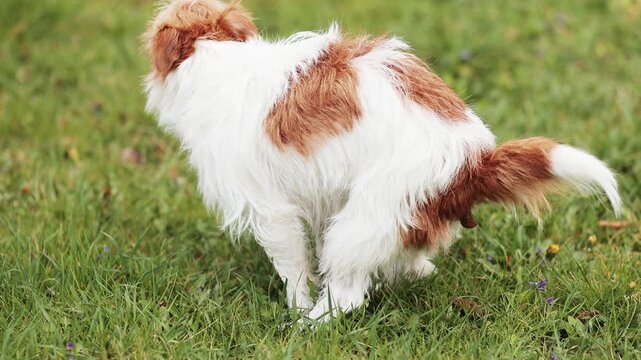 Dog doing toilet in the grass. Pooping, defecating, pet excrement concept.