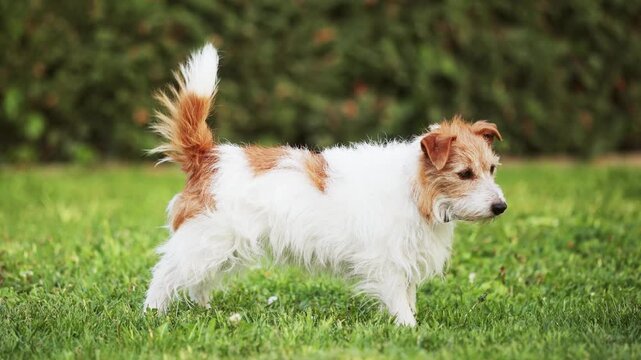 Happy excited dog wagging her tail for treat in the grass. Pet love.