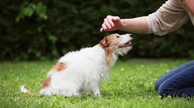 Owner petting her dog. Trust and unconditional love of human and pet. Human-canine bond, dog-owner relationship concept.