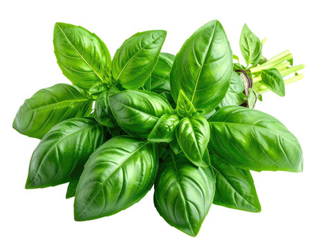 Vibrant green basil leaves clustered together, healthy and fresh